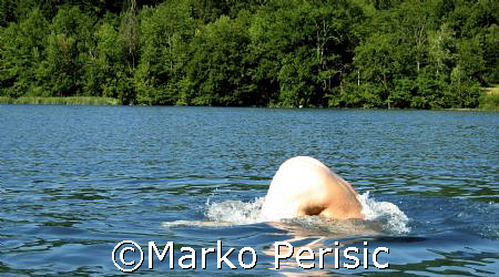 Rare White whale breaching by Marko Perisic 